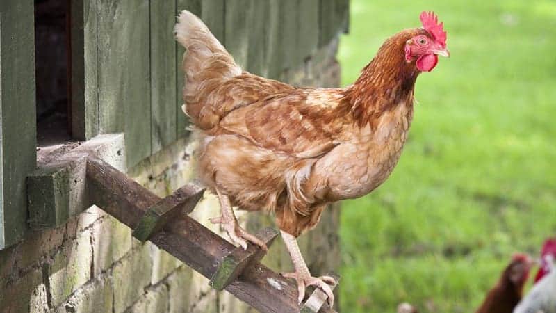 Starting A Poultry Farm In Nigeria | Requirements And Cost