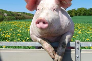 Starting a pig farm in Nigeria | Cost & Requirements