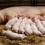 Starting a pig farm in Nigeria | Cost & Requirements