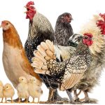 Starting A Poultry Farm In Nigeria | Requirements And Cost