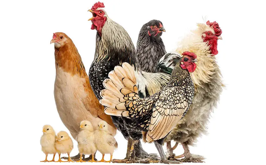 Starting A Poultry Farm In Nigeria | Requirements And Cost